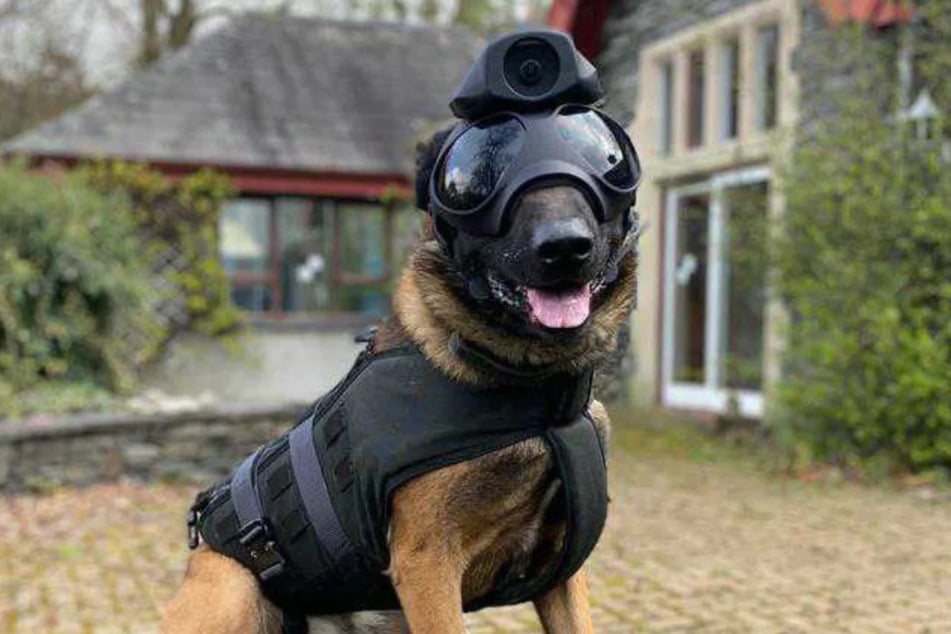 Macht eine gute Figur in taktischer Ausrüstung: Polizeihund Echo