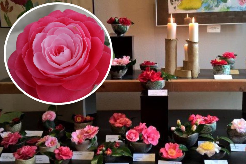 In Sachsen gekürt: Sie ist die allerschönste Kamelie