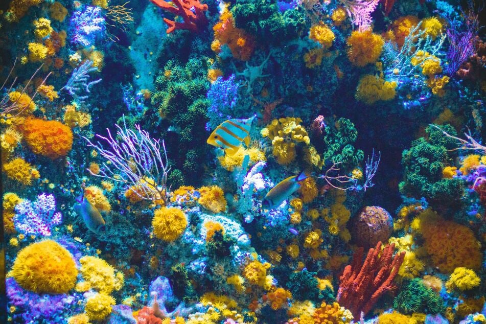 A federal judge blocked an order by President Donald Trump which would have allowed commercial fishing in a protected ecosystem. (Stock image)