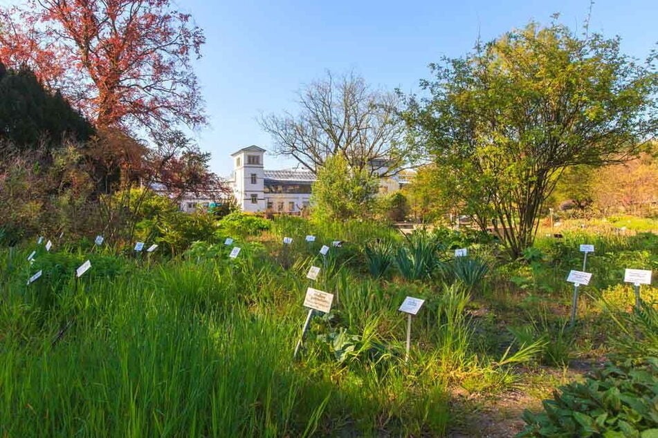 Deutschlands ältester Botanischer Garten ist in Leipzig zu finden. (Archivbild)