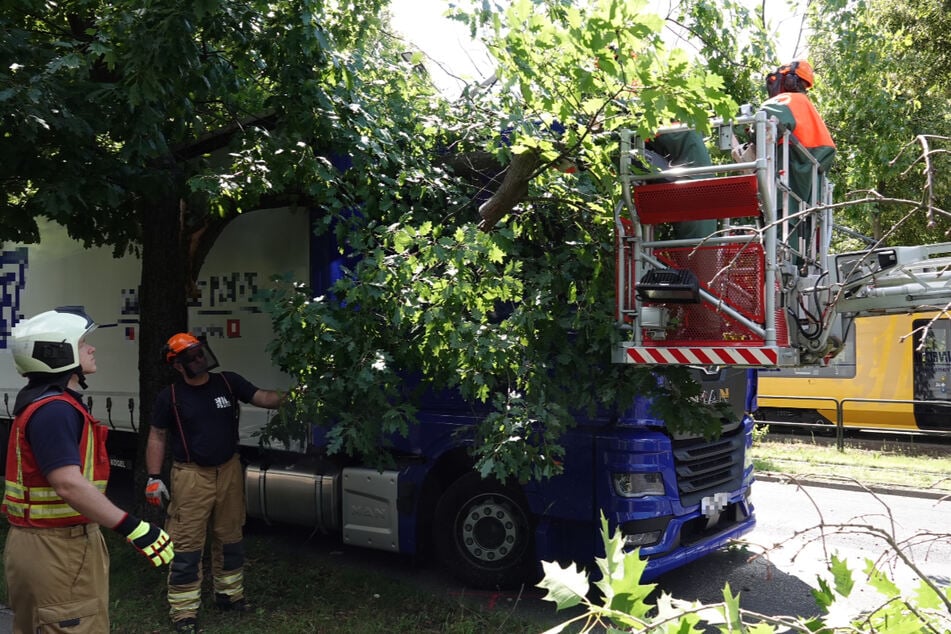 Der MAN-Sattelzug verfing sich in einem Baum am Straßenrand.