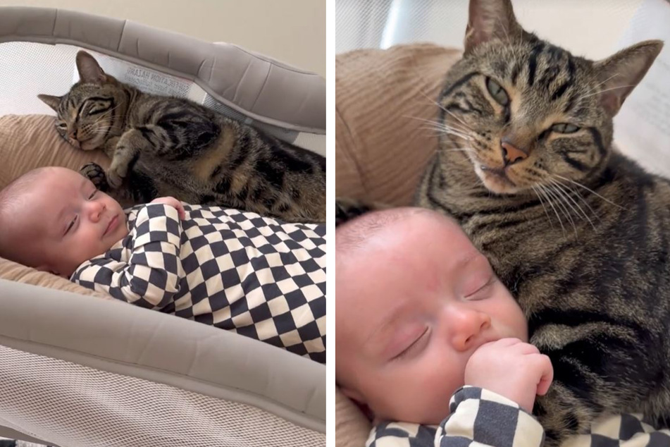 Cat can't resist cuddling newborn brother in adorable clip