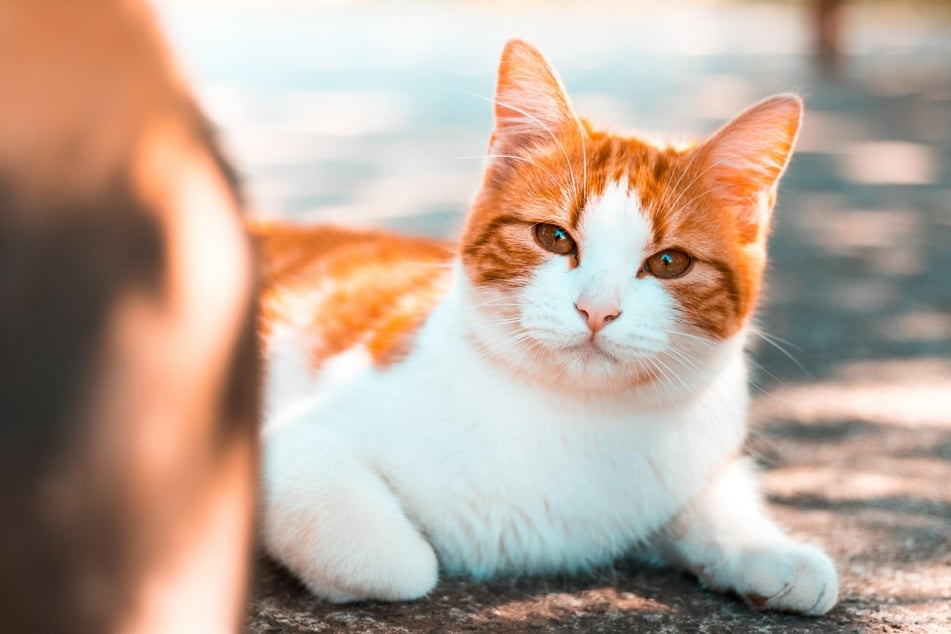 Domestic cats can reach an average age of 15 years.