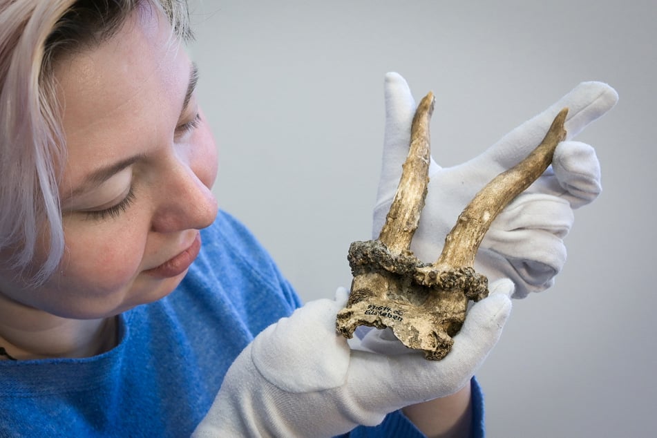 In der Börde wurde ein 7000 Jahre alter Rehgeweih-Kopfschmuck entdeckt.