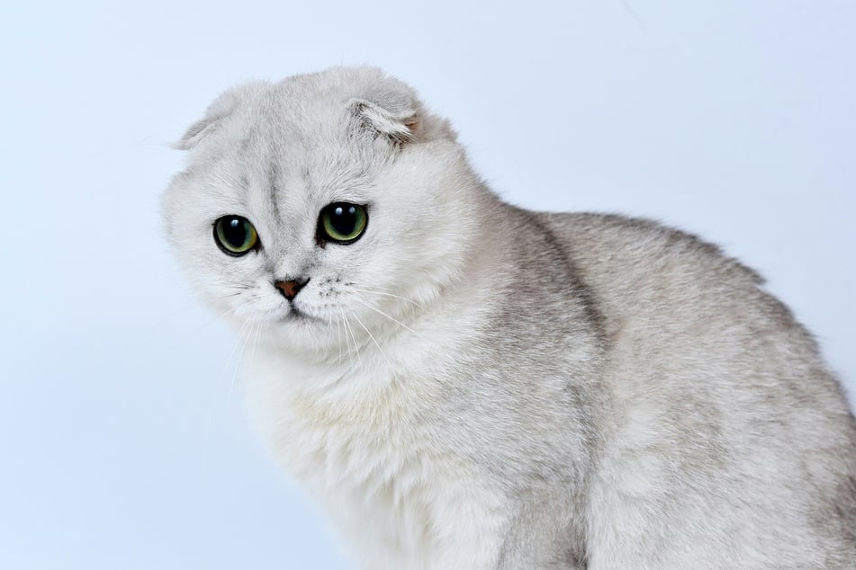 With their iconic folded ears, the Scottish Fold is pure perfection.