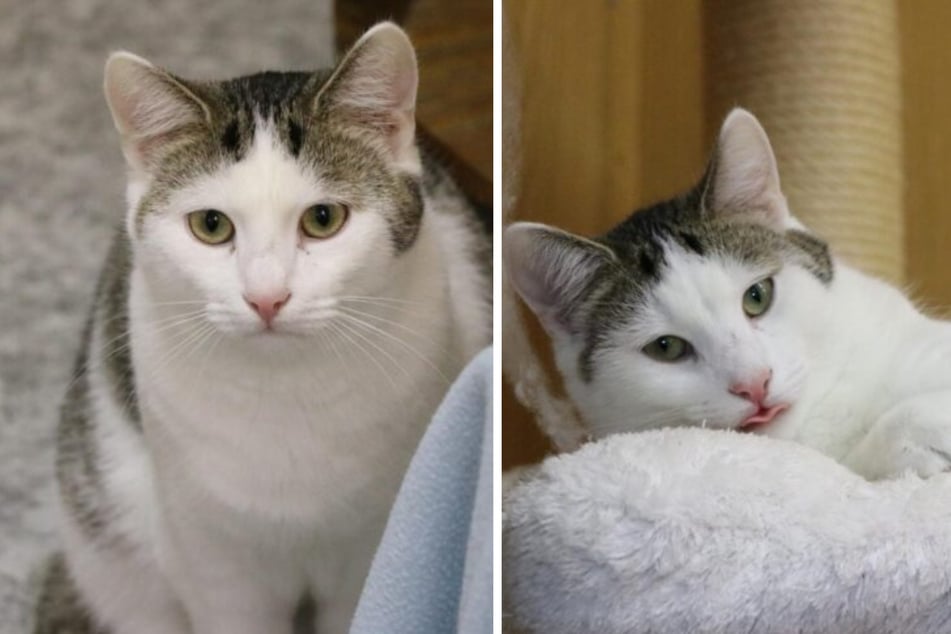 Kocur Uwe jest bardzo słodki, ufny i kocha ludzką bliskość.