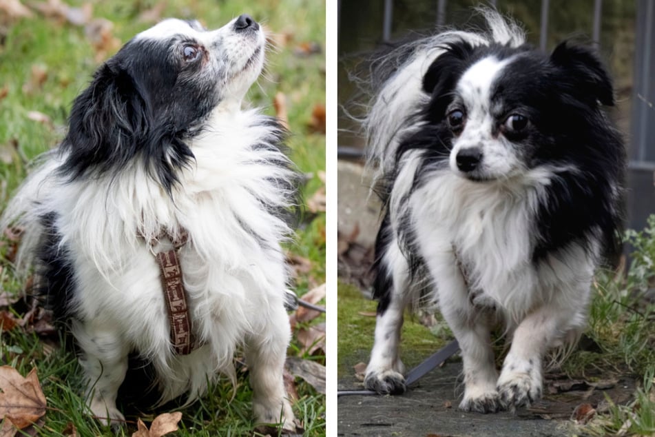 Chihuahua‑mix czeka obecnie w schronisku w Kassel na nową rodzinę.