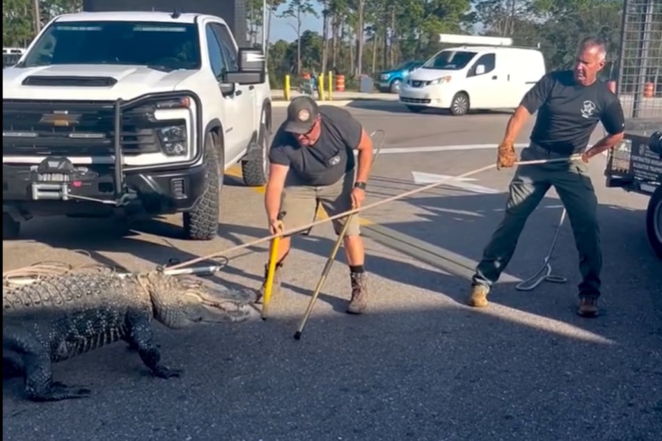 Die Einsatzkräfte zerrten das Tier auf einen Anhänger.