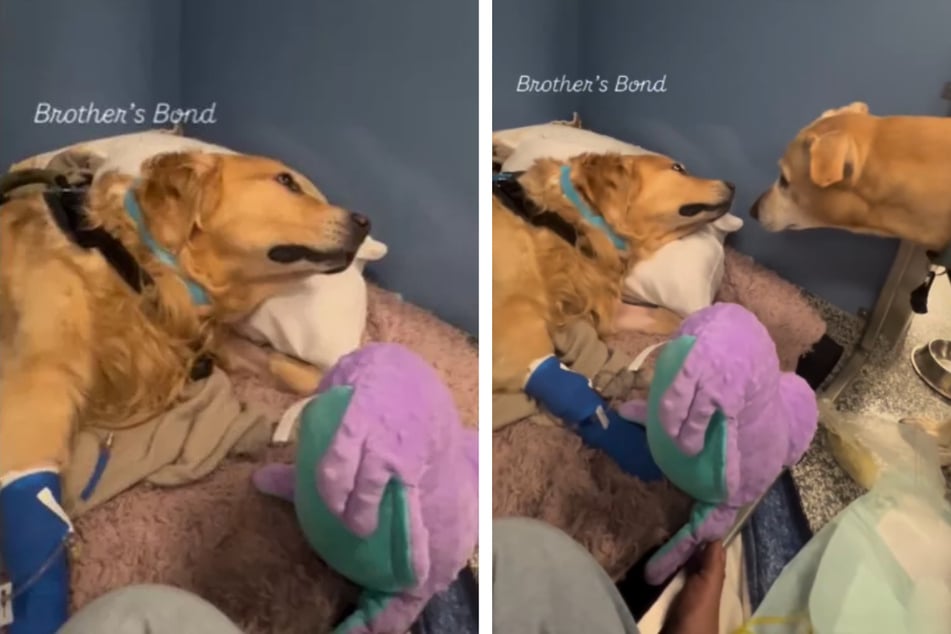 Golden Retriever pasa días en la unidad de cuidados intensivos, luego la visita de su hermano lo cambia todo