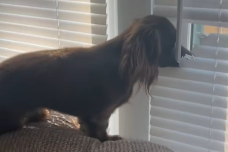 Shelly wollte aus dem Fenster schauen, die Jalousie störte.