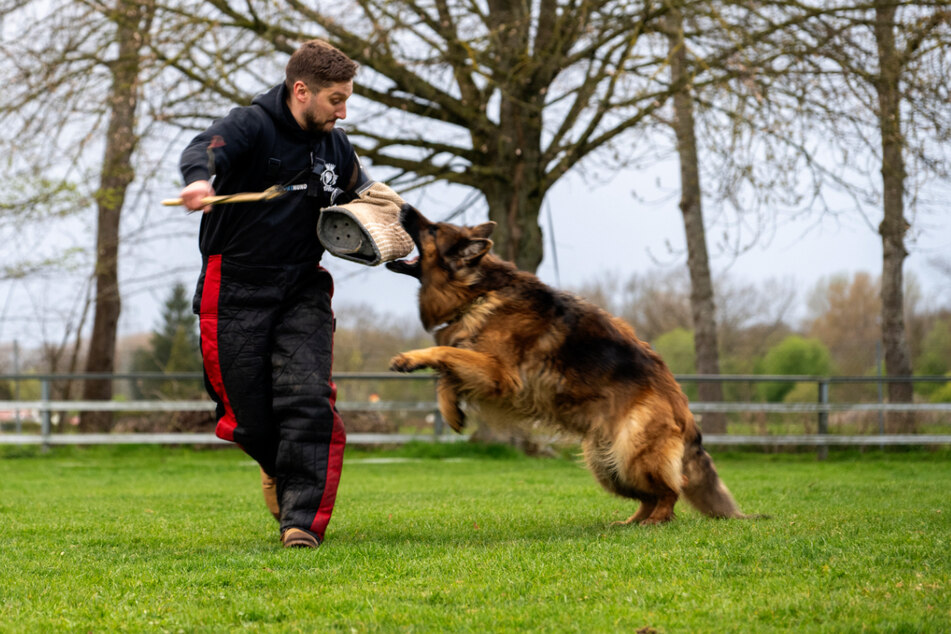 Ein Deutscher Schäferhund attackiert bei der Schutzhundausbildung auf dem Übungsplatz des Schäferhundvereins einen Ausbilder.