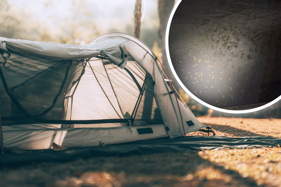 Camper switches on flashlight and gets creepy crawly shock of a lifetime!