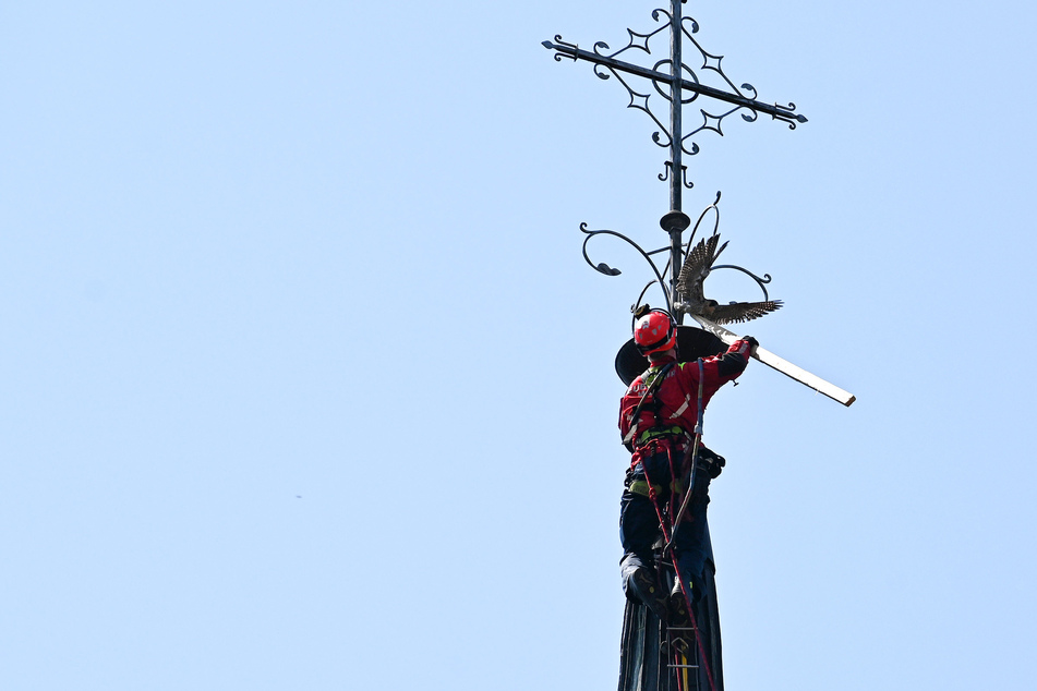 Falke verfängt sich an Kirchturmspitze: Höhenrettung muss ran
