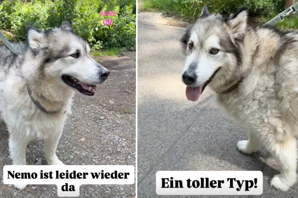 Das Tierheim zeigt in seiner Instagram-Story Nemos Vorzüge und hofft, schnell einen neuen Besitzer für den wuscheligen Rüden zu finden.