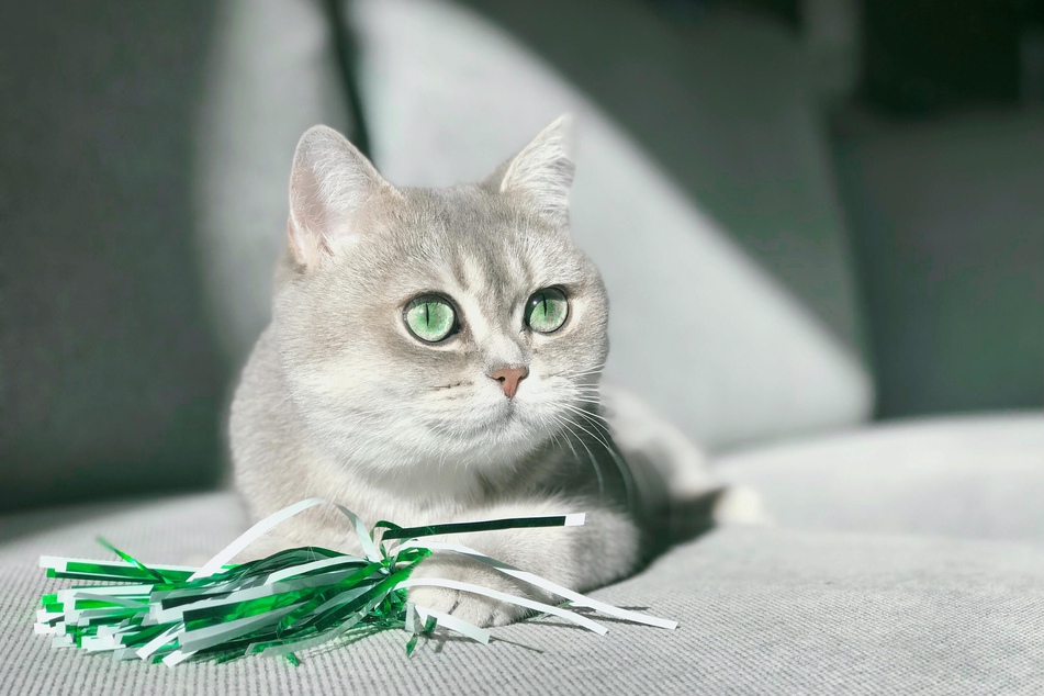 Wer sich ausgiebig mit seiner Katze beschäftigt, kann Eifersucht meist schon im Keim ersticken.