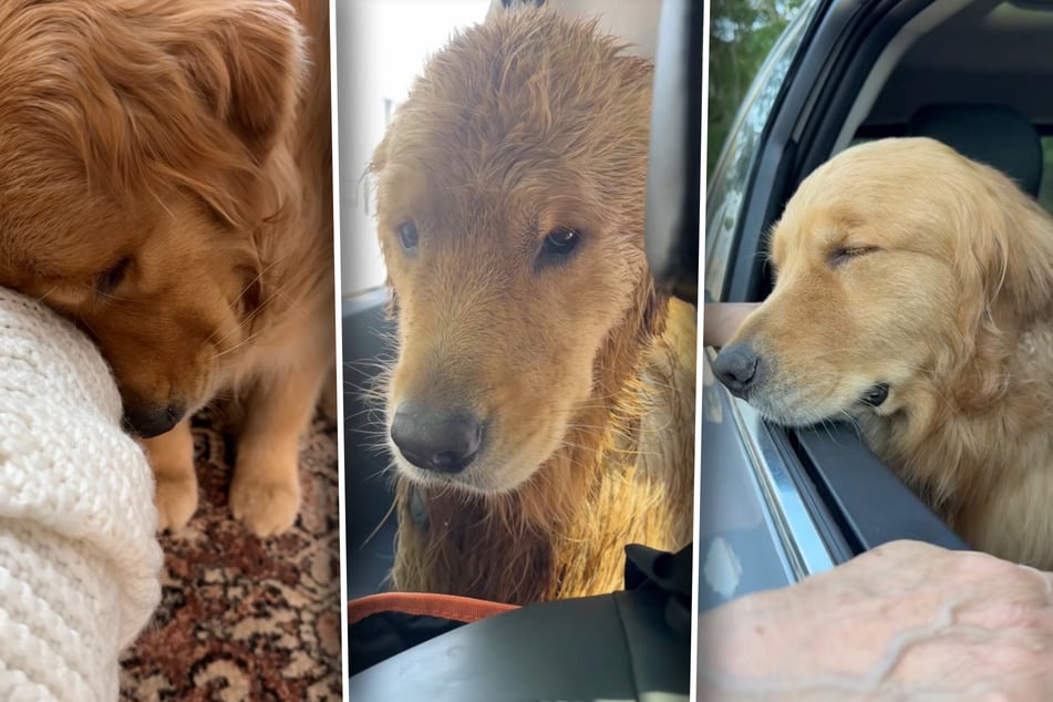Gute Laune scheint nicht seine Stärke zu sein. Golden Retriever Wally wirkt zumindest oft niedergeschlagen.