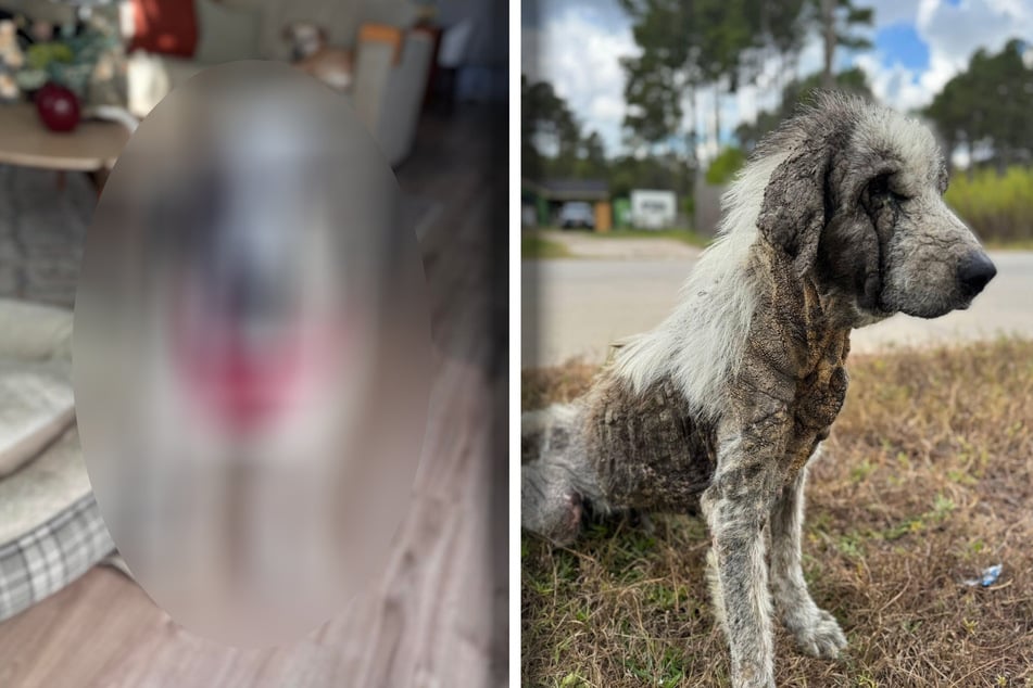 Hund wird über Jahre von allen ignoriert: Nach seiner Rettung legt er erstaunliche Verwandlung hin