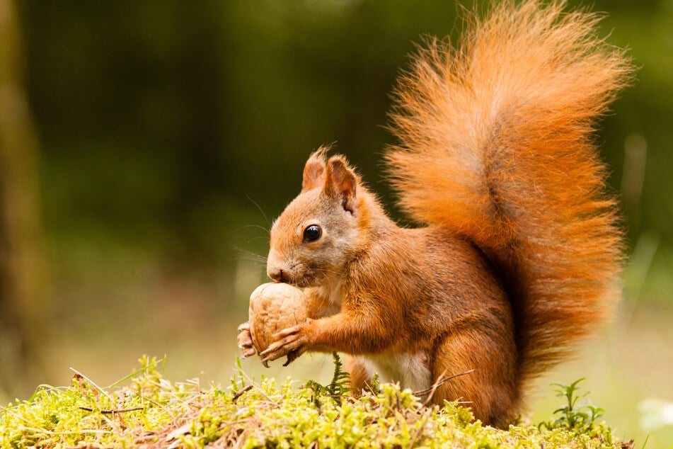 The future of the red squirrel in Britain is not rosy.