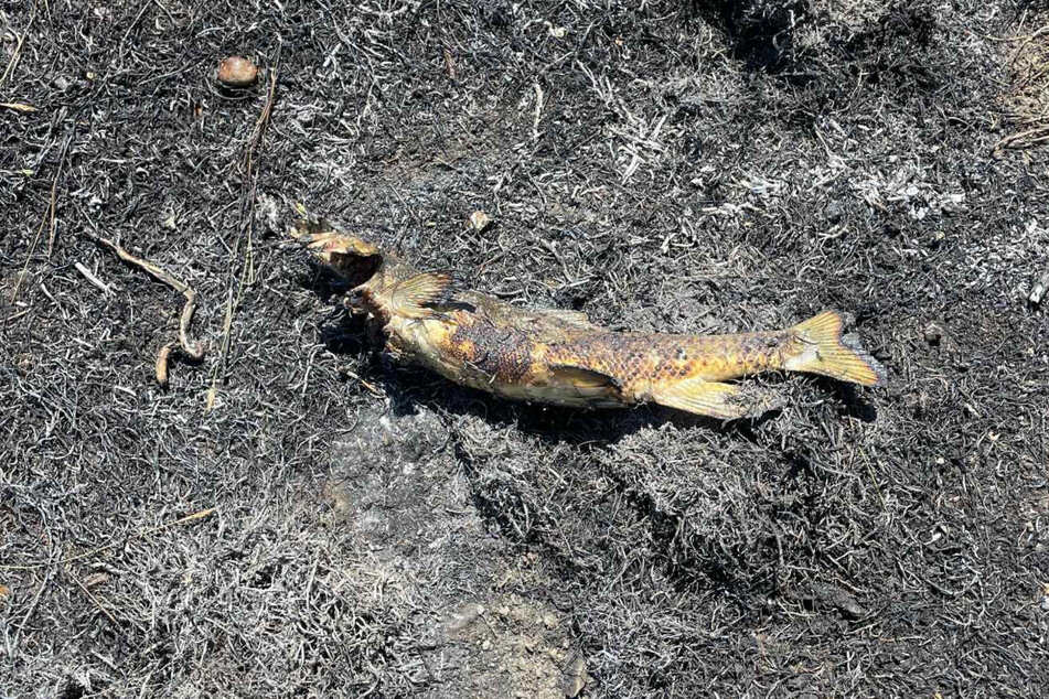 Dieser Fisch war der Auslöser des Flächenbrandes.