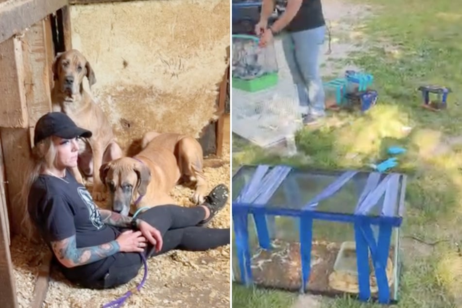 Eine der Tierschützerinnen wagte sich vorsichtig an die verängstigten Tiere heran, um ihr Vertrauen zu gewinnen – mit Erfolg.