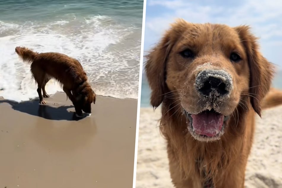 This golden's sweet treats for his owner have melted hearts on TikTok.