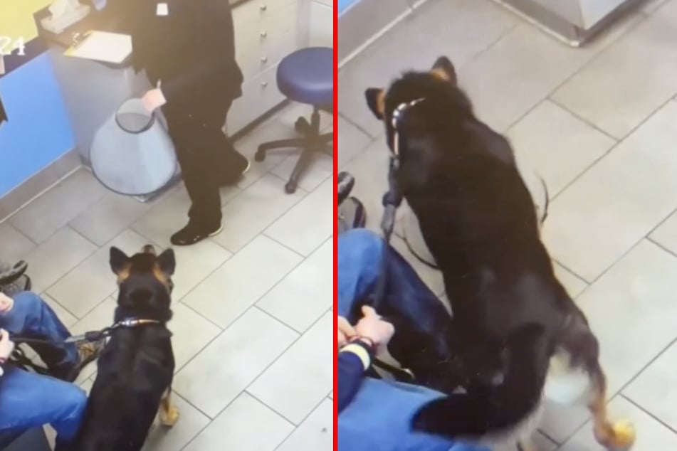 Eine Tierärztin in New York erlebte kürzlich eine kuriose Situation mit einem Schäferhund.