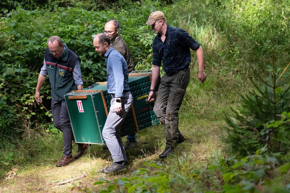 Vor seiner Auswilderung hieß es, Anton sei bestens auf das Leben im Wald vorbereitet.