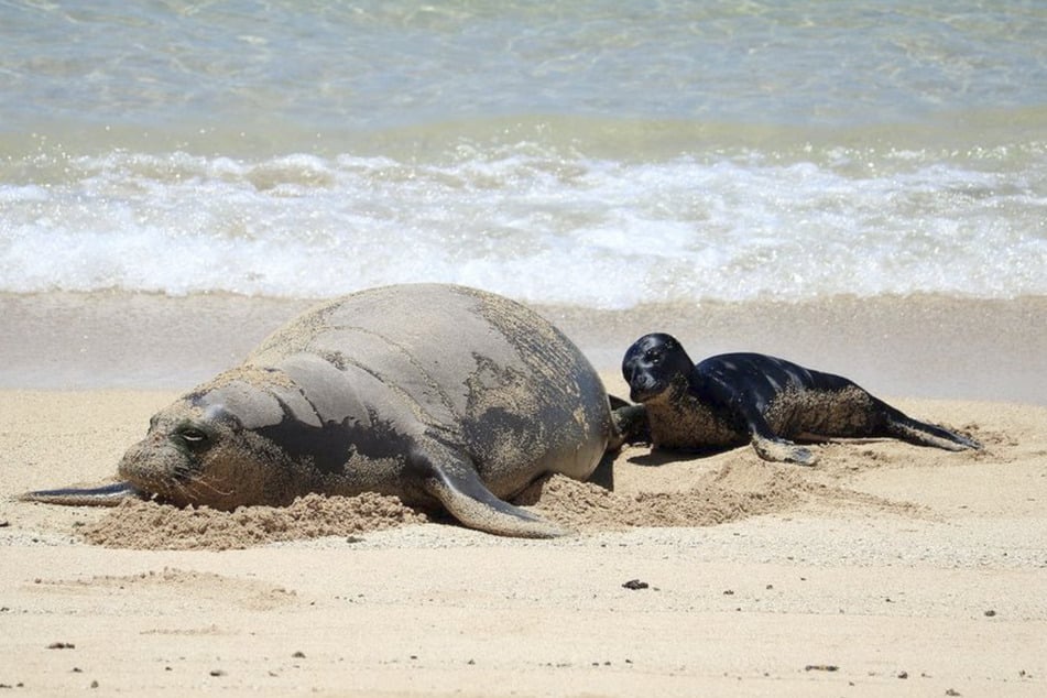 Hawaii-Mönchsrobben kommen ausschließlich auf Hawaii vor und gehören zu den seltensten Robbenarten der Welt.