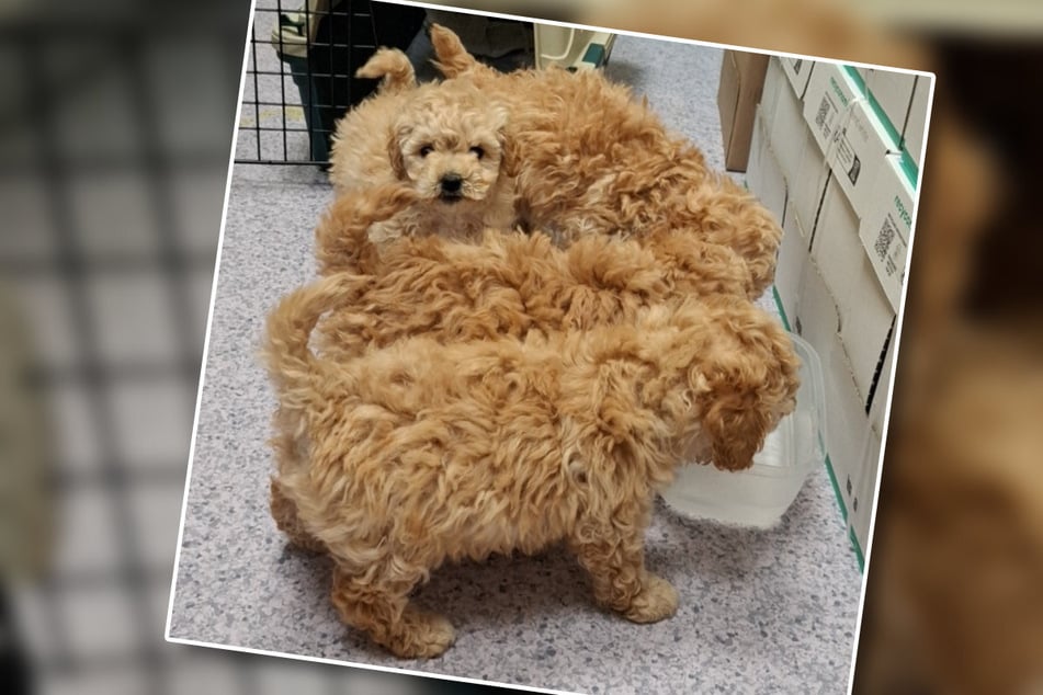 Zwei der vier Hunde waren in einer für Katzen typischen Transportbox unterwegs. Die anderen beiden hingen zwischen den Gepäckstücken.