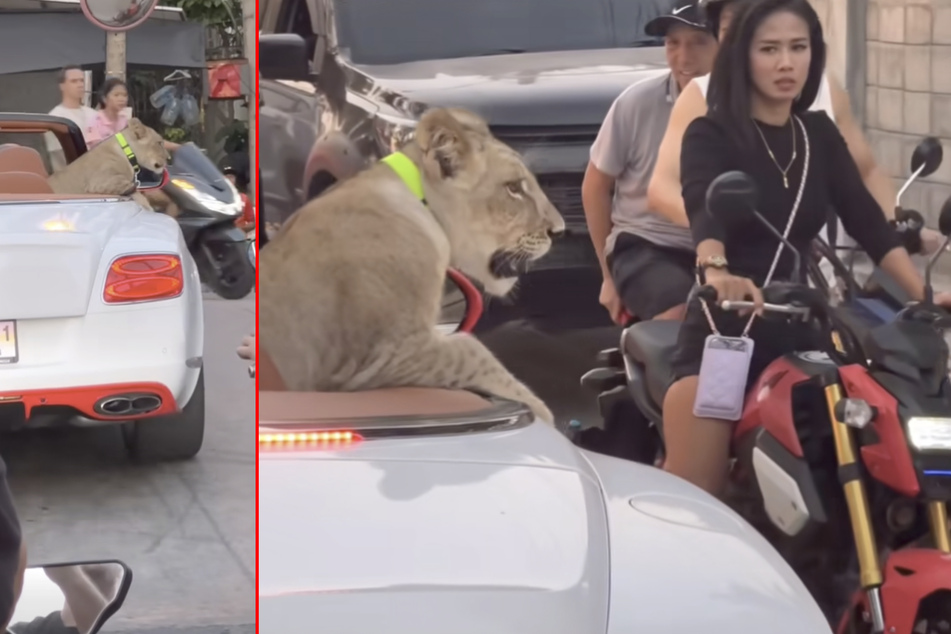 Die anderen Verkehrsteilnehmer staunten nicht schlecht, als sie in einem Cabrio diesen Löwen sahen.