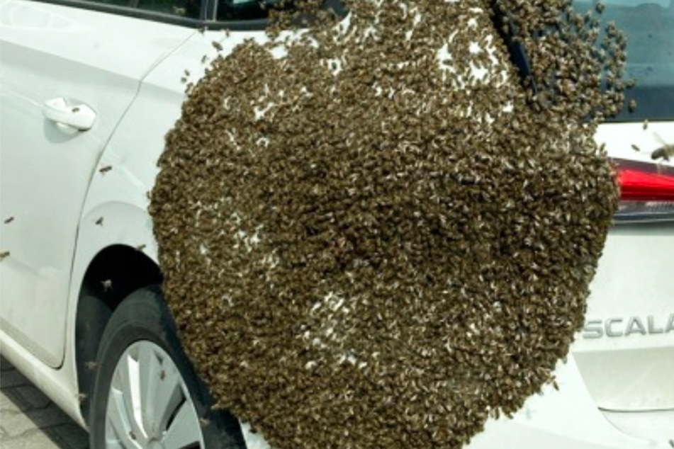Kompletter Bienenschwarm sitzt plötzlich auf Auto: Das steckt hinter dem Phänomen