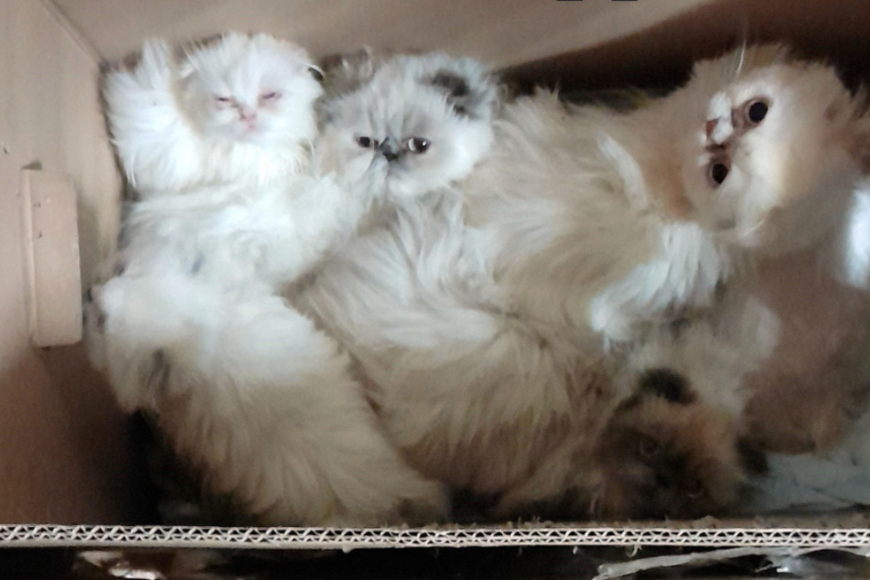 Abgemagert und missgebildet: 13 Katzen neben Müllcontainer ausgesetzt