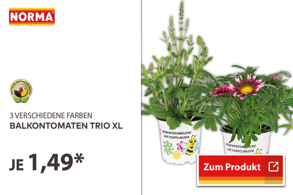 Bienenfreundliche Gartenpflanze für 1,49 Euro