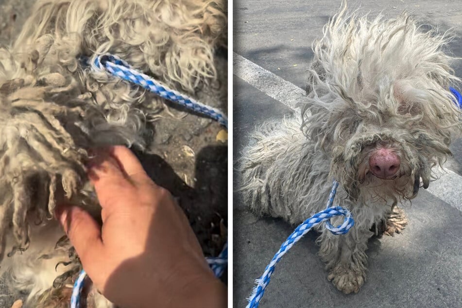 Bella sah aus, als wäre sie seit Jahren allein auf der Straße auf der Straße, als sie aussah, als sie aussah. Aber weit davon entfernt.
