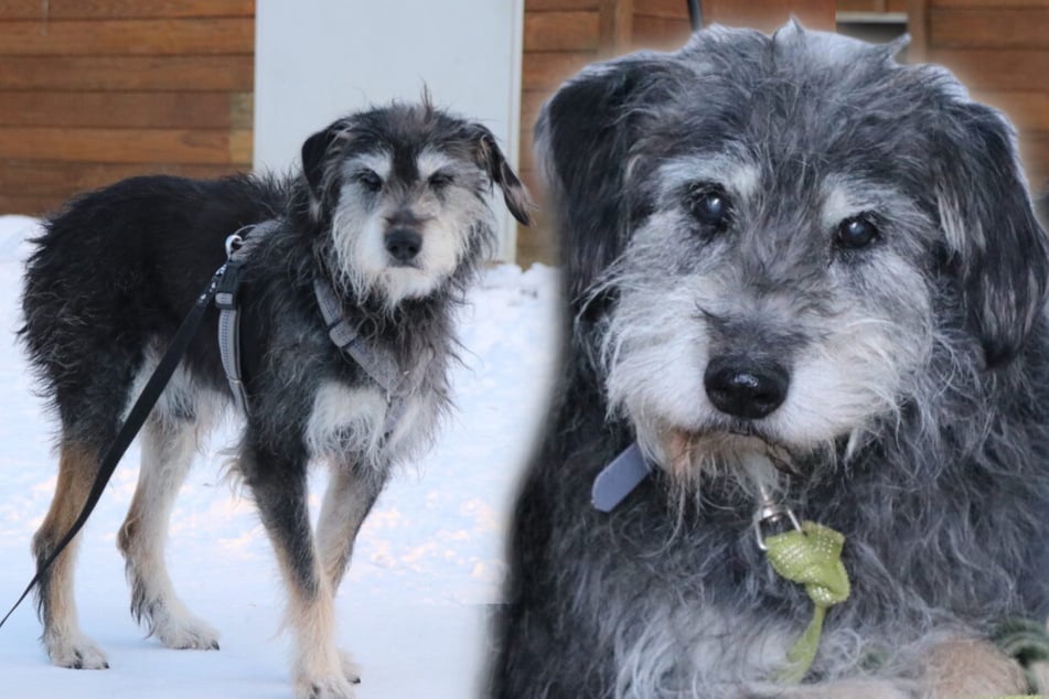 Mumin lebte jahrelang im dunklen Zwinger: Wer schenkt ihm endlich ein glückliches Hundeleben?