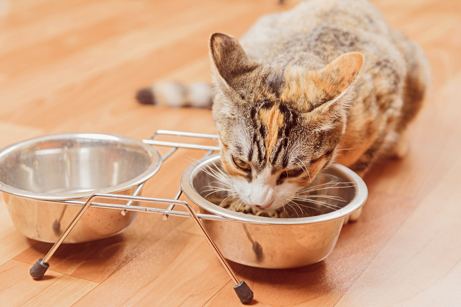 Im Handel erhältliche Halter für Wasser- und Futternapf der Katze erscheinen praktisch, jedoch erfüllen sie ihren Zweck oft nicht.