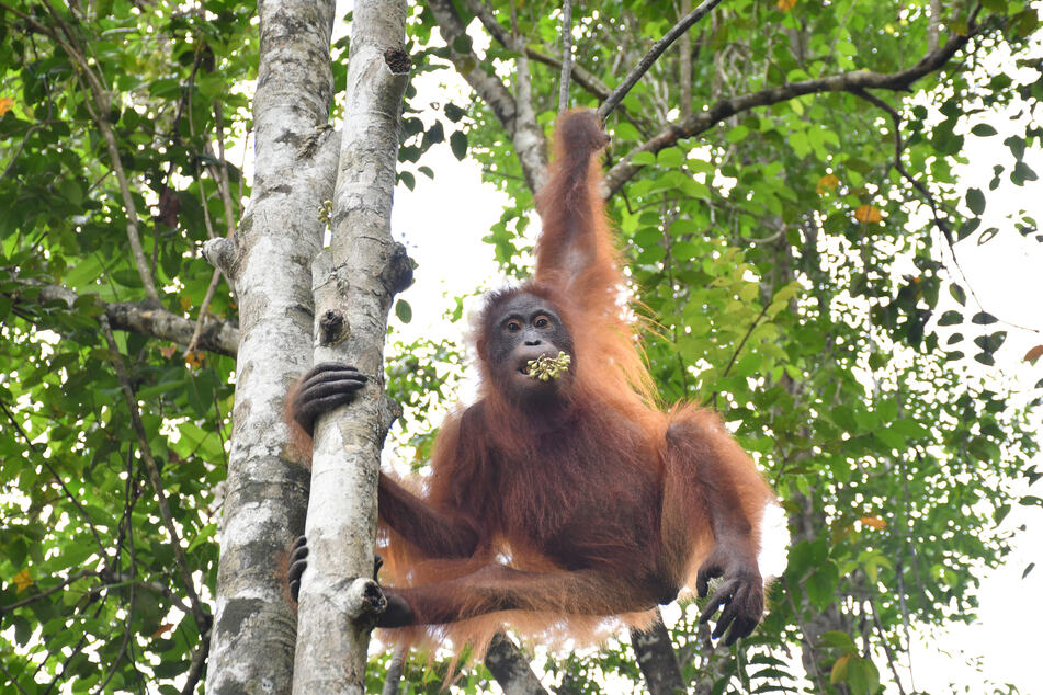 Gäbe es Organisationen wie die BOS nicht, könnten Orang-Utans wie Taymur in freier Natur längst ausgestorben sein. Den Tieren macht nicht nur massive Wilderei zu schaffen, sondern auch der rasante Verlust ihres Lebensraumes.