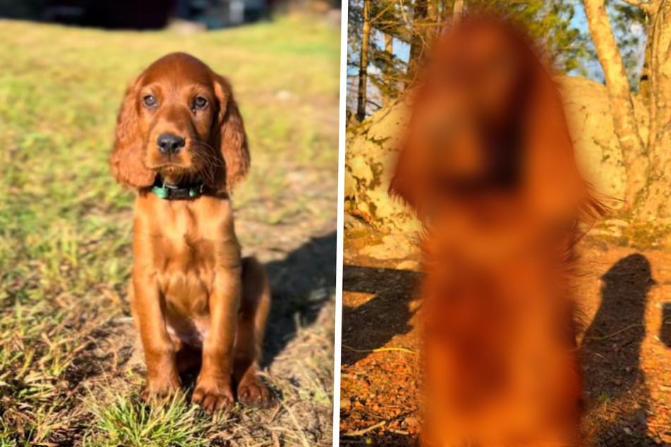 Niedlicher Welpe wird zu "majestätischem" Hund: Tierisches Glow-up sorgt für fallende Kinnladen