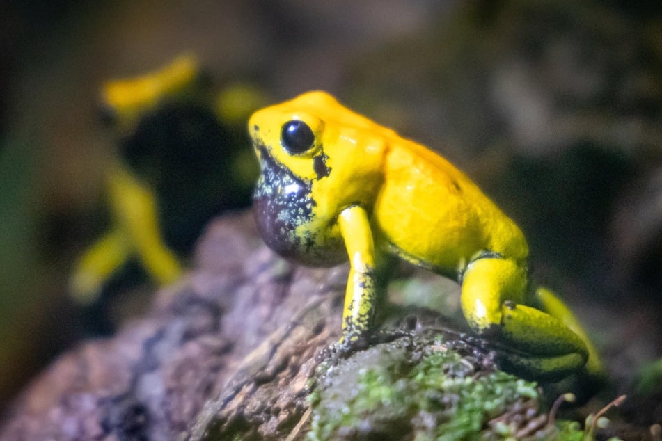 Im Vivarium gibt es viele Lebewesen zu entdecken - auch den Pfeilgiftfrosch.