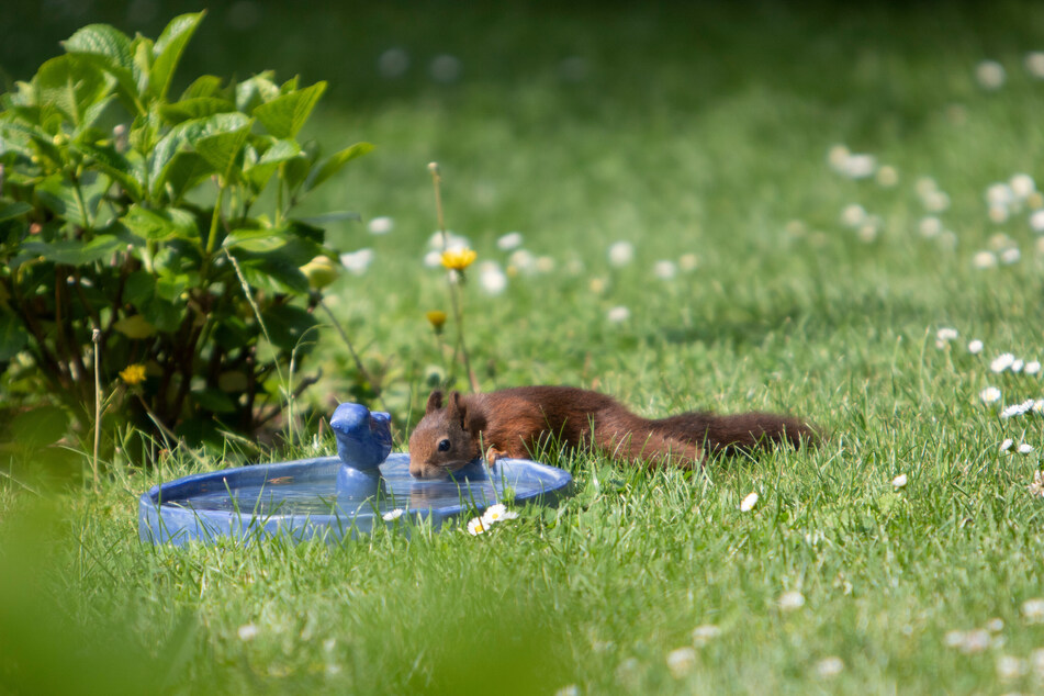 Eichhörnchen freuen sich bei den hohen Temperaturen über künstliche Wasserstellen.