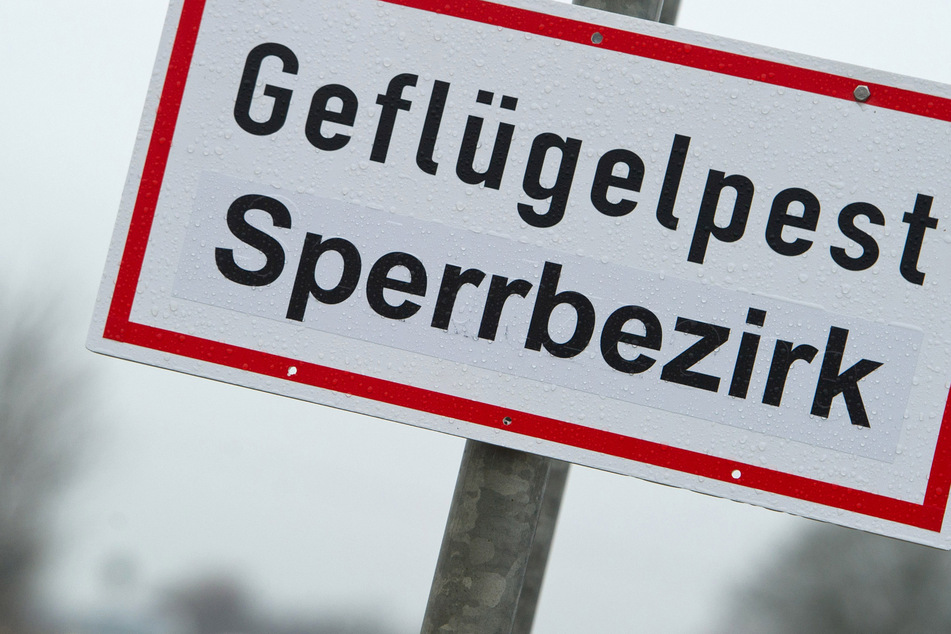 Vogelgrippe im Saarland: Stallpflicht für Geflügel