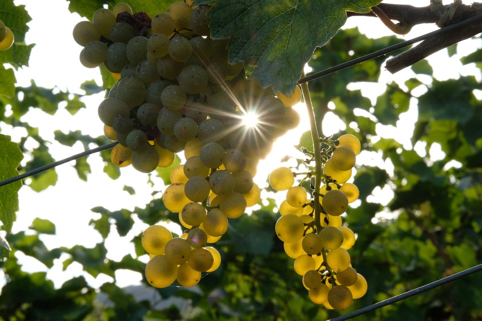 Die Prognose für die Weinlese 2022 im Anbaugebiet Saale-Unstrut fiel im Jahresverlauf zunächst verhalten aus. Mittlerweile zeigen sich die Winzer jedoch zufrieden.