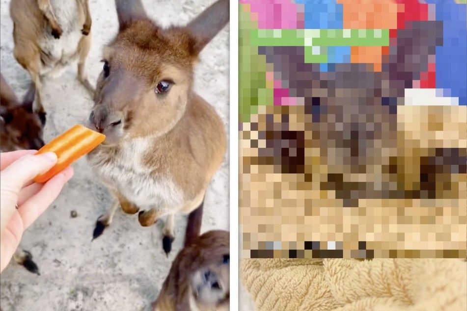 Gerettetes Känguru-Baby wird zum ersten Mal gebadet: So niedlich sieht es hinterher aus