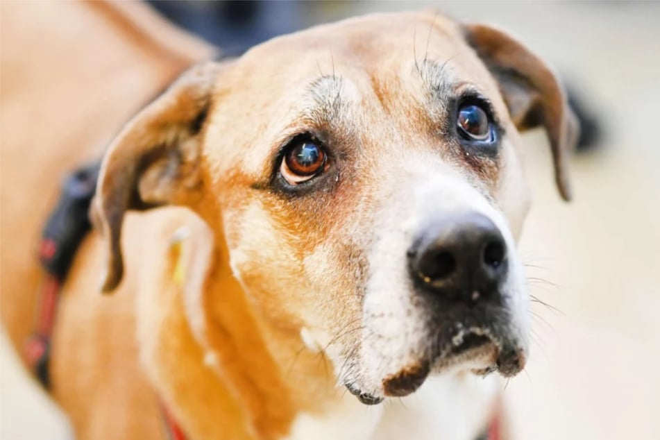 Wer könnte bei diesem Blick schon "Nein" sagen? Mit klaren Strukturen wird Fanni zu einer wundervollen Begleiterin.