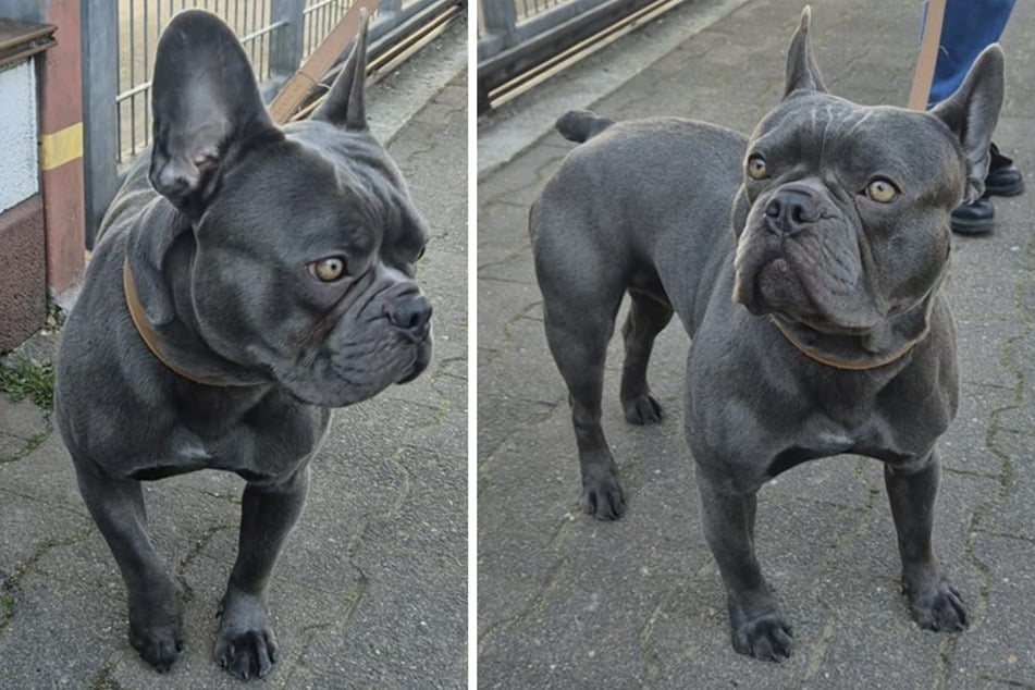 Gizmo ist 2025 geboren und damit gerade einmal ein Jahr alt.