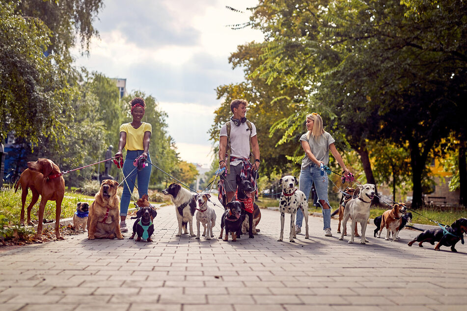 Eine Gruppe von Hunde-Sittern führt mehrere Rudel aus. Der Kontakt zu Artgenossen und die Eindrücke vom Spaziergang können helfen, um Langeweile zu überwinden.