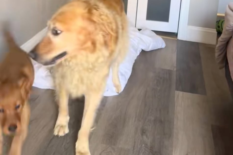 Kaum dreht Ellie ihr den Rücken zu, sucht Maple das Weite, läuft wie ein Wirbelwind an der Golden-Retriever-Dame vorbei.