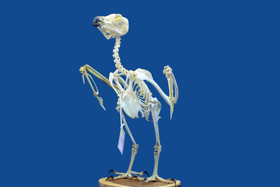 Die Tiere helfen Präparatoren, Knochen von organischem Material zu befreien.