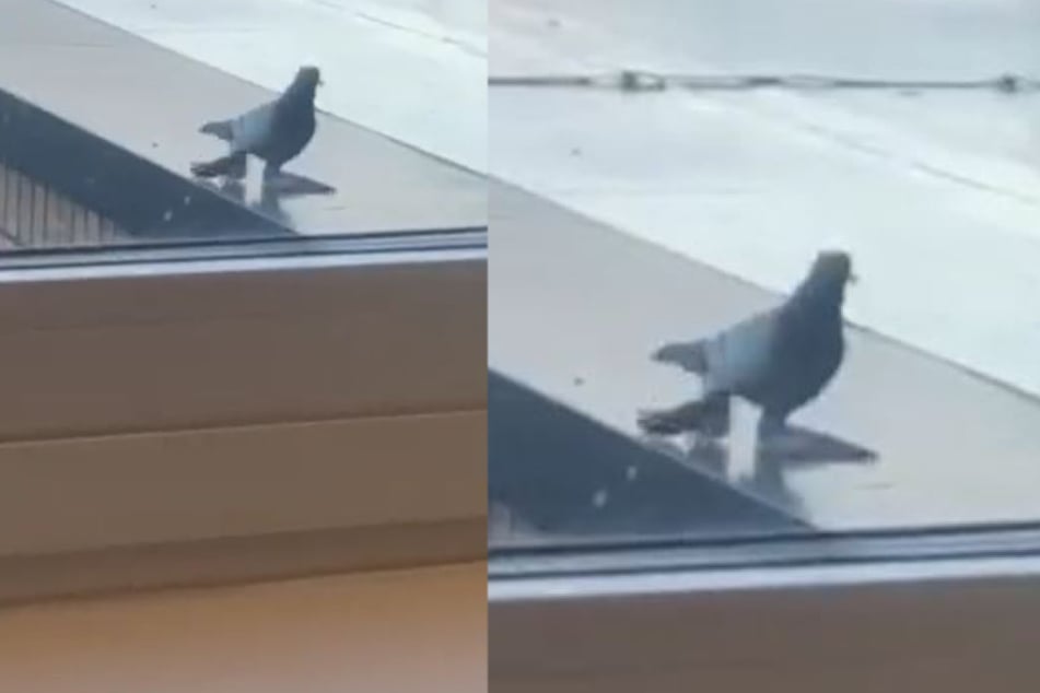 TikTok users try to solve the mystery of a creepy bird with giant feet