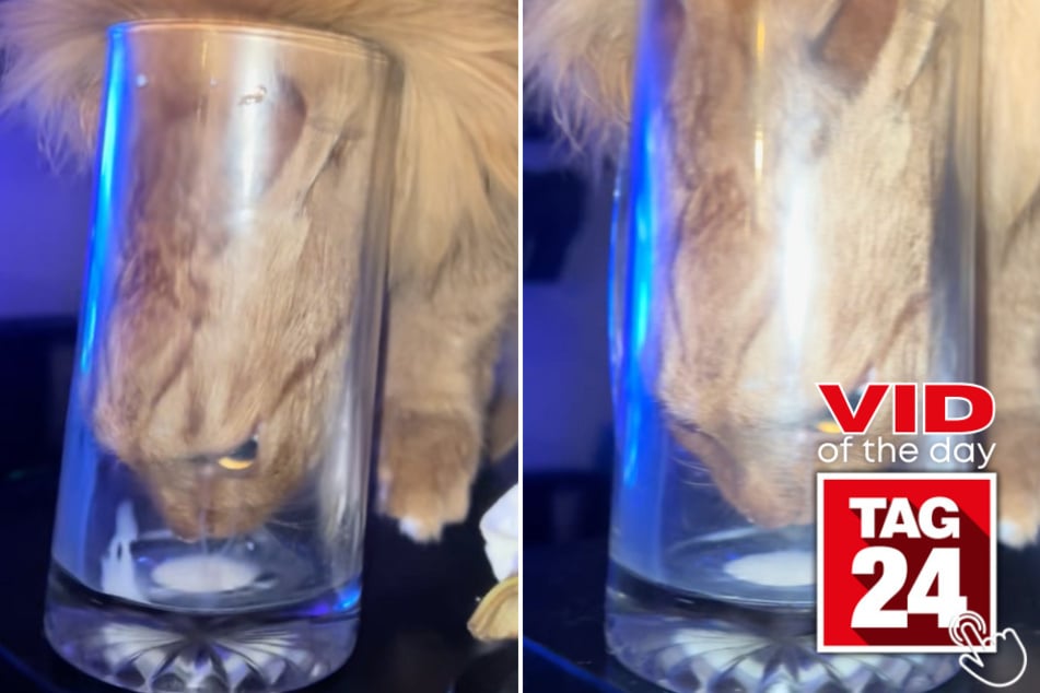 This cat put his head into a glass of milk and still wasn't satisfied.